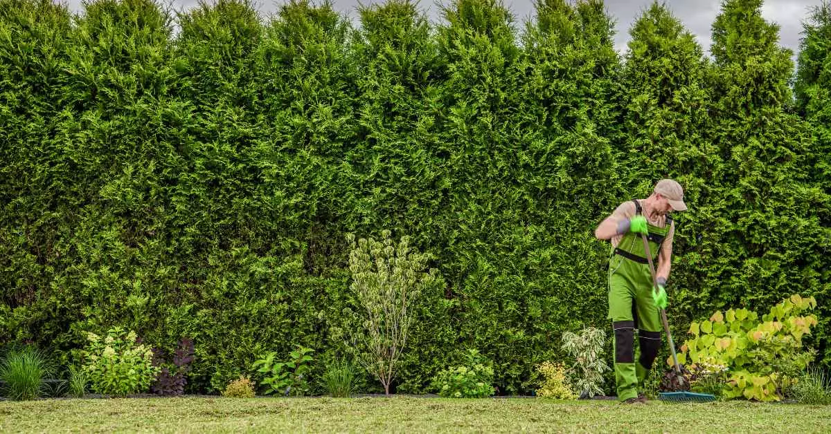 Garden and Yard Maintenance: What Can the NDIS Cover?